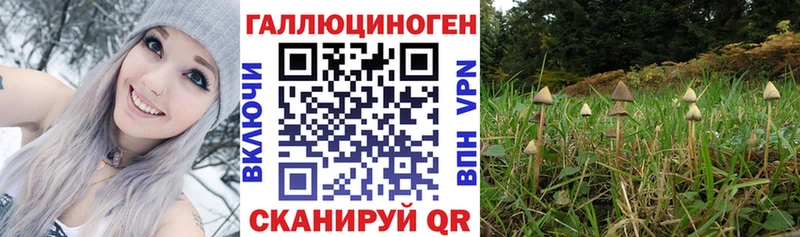 Псилоцибиновые грибы Psilocybine cubensis  Старая Русса 